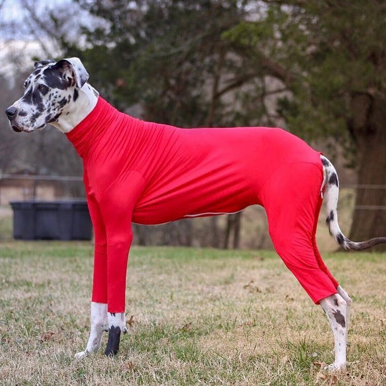 Shed Defender Dog Onesie prevents dogs from shedding all over your house - Dog onesie dog cone alternative