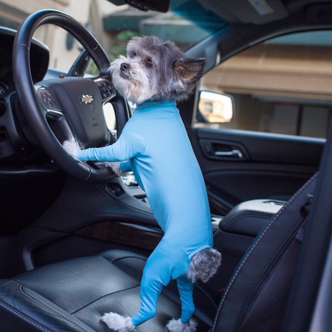 This Genius Dog Onesie Keeps Your Pooch From Shedding All Over Your Home