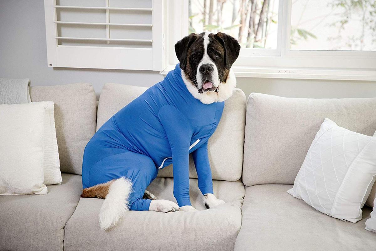 This Genius Dog Onesie Keeps Your Pooch From Shedding All Over Your Home