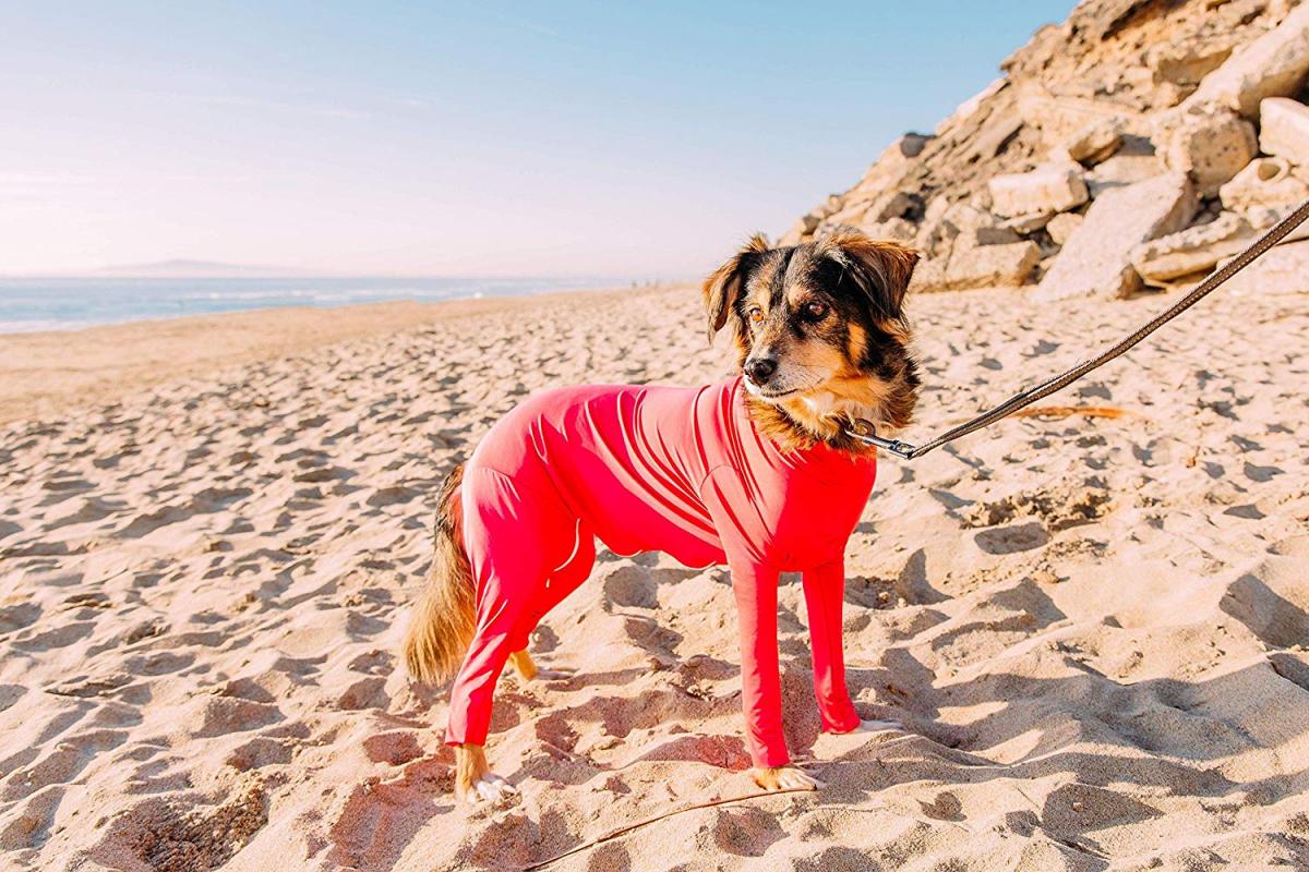 This Genius Dog Onesie Keeps Your Pooch From Shedding All Over Your Home