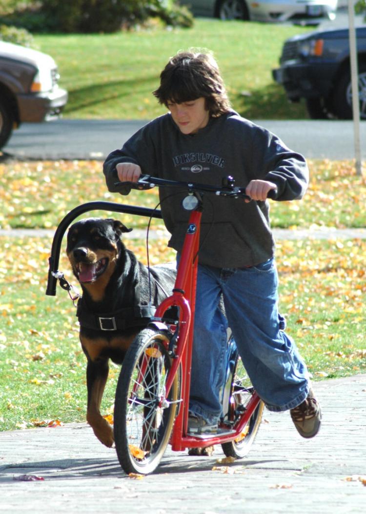 Put Immersion Oxidize Dog Powered Scooters Use Your Dog To Propel You Around