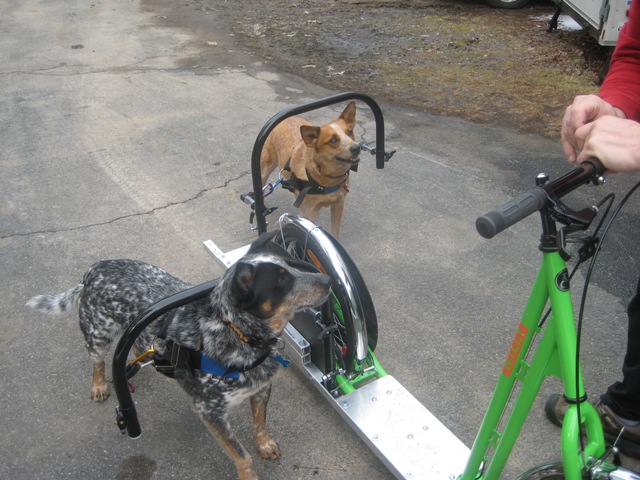 Dog Powered Scooters - Bicycle Dog Sledding - Road dog sledding scooter