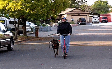 Dog Powered Scooters - Bicycle Dog Sledding - Road dog sledding scooter