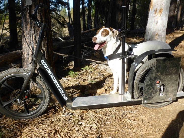 Dog powered trike hot sale