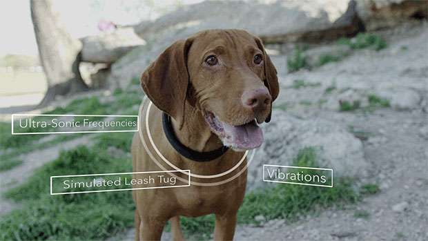 DogTelligent Smart Dog Collar
