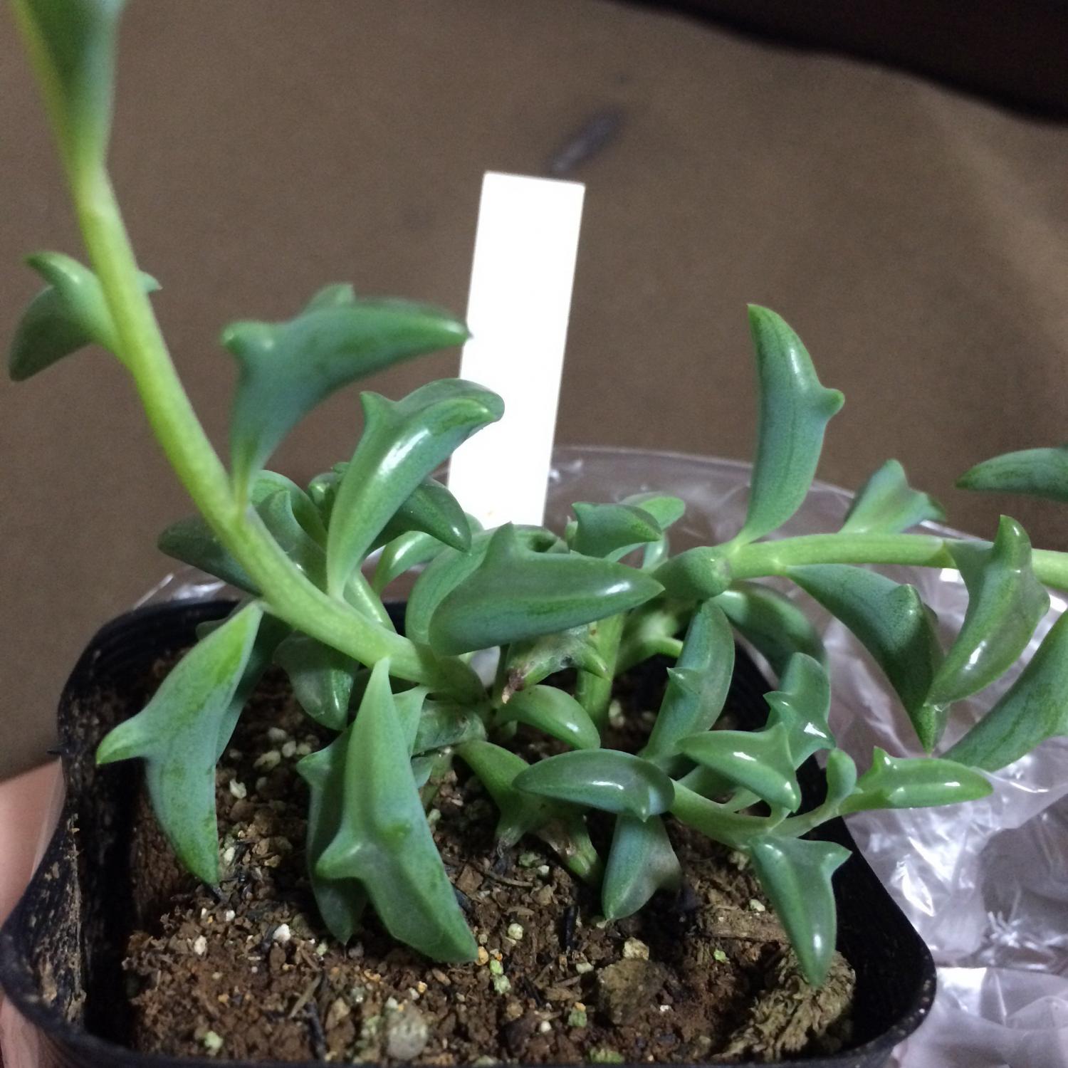 Dolphin Shaped Succulent Plant Senecio Peregrinus