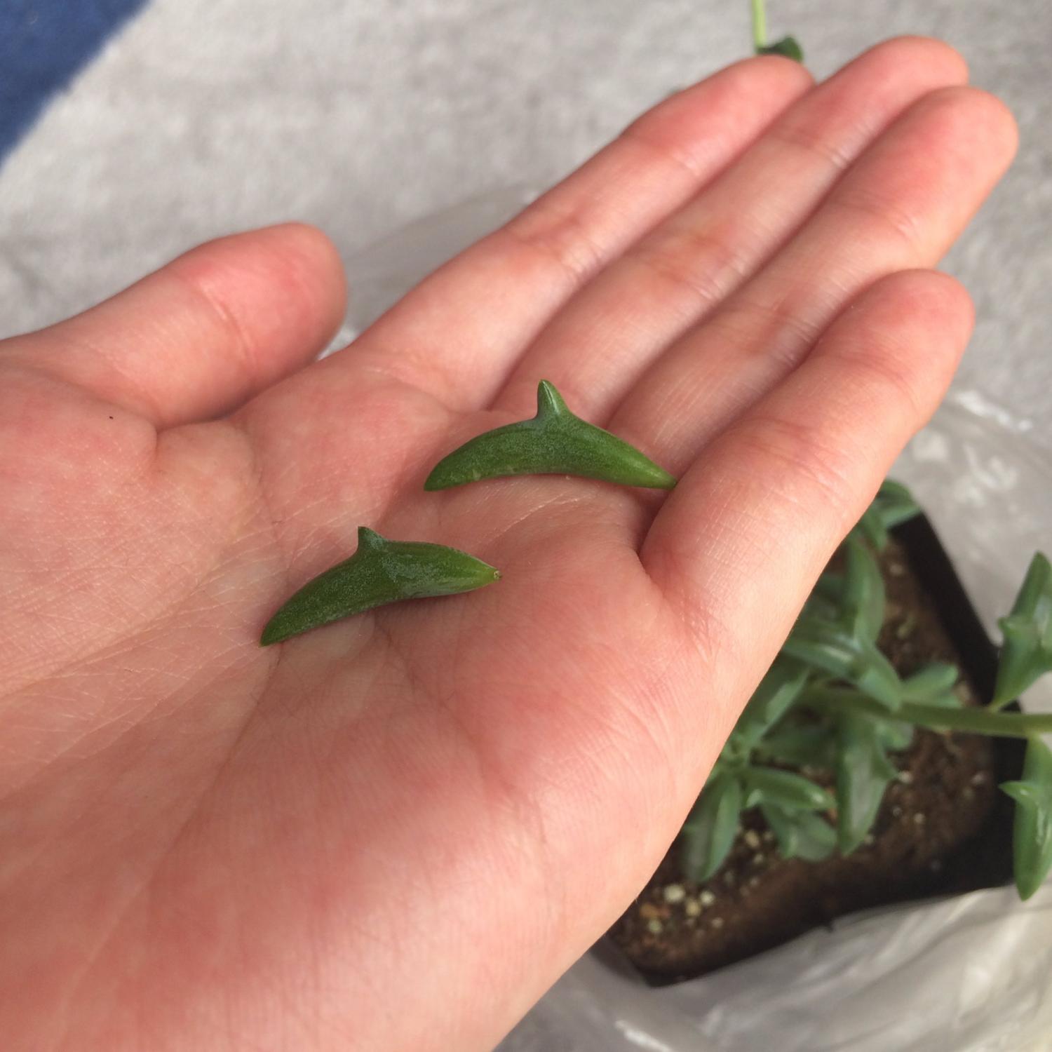 Dolphin Shaped Succulent Plant Senecio Peregrinus