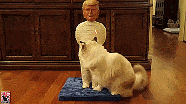 Donald Trump Cat Scratcher Post