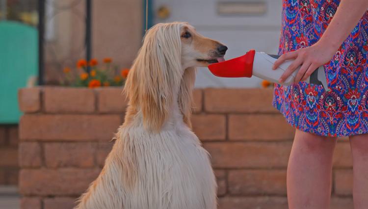 Drink&Buddy Shareable water bottle with your dog - share water bottle with your dog