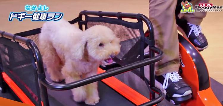 Dual Purpose Dog & Human Electric Treadmill