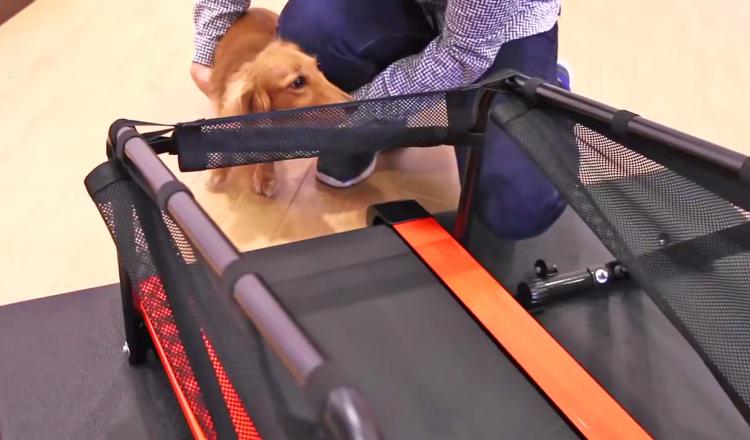 Dual Dog Exercise Treadmill and Exercise Bike Lets You Exercise With Your Dog Indoors - Dog treadmill