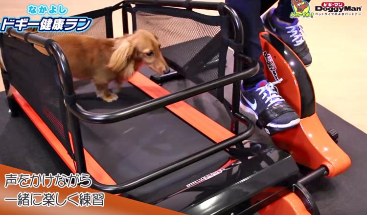 Dual Dog Exercise Treadmill and Exercise Bike Lets You Exercise With Your Dog Indoors - Dog treadmill