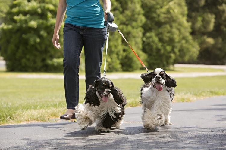 Dual Doggie Retractable Dog Leash - Dual dog leash walk two dogs at same time with no tangling - Double retractable dog leash