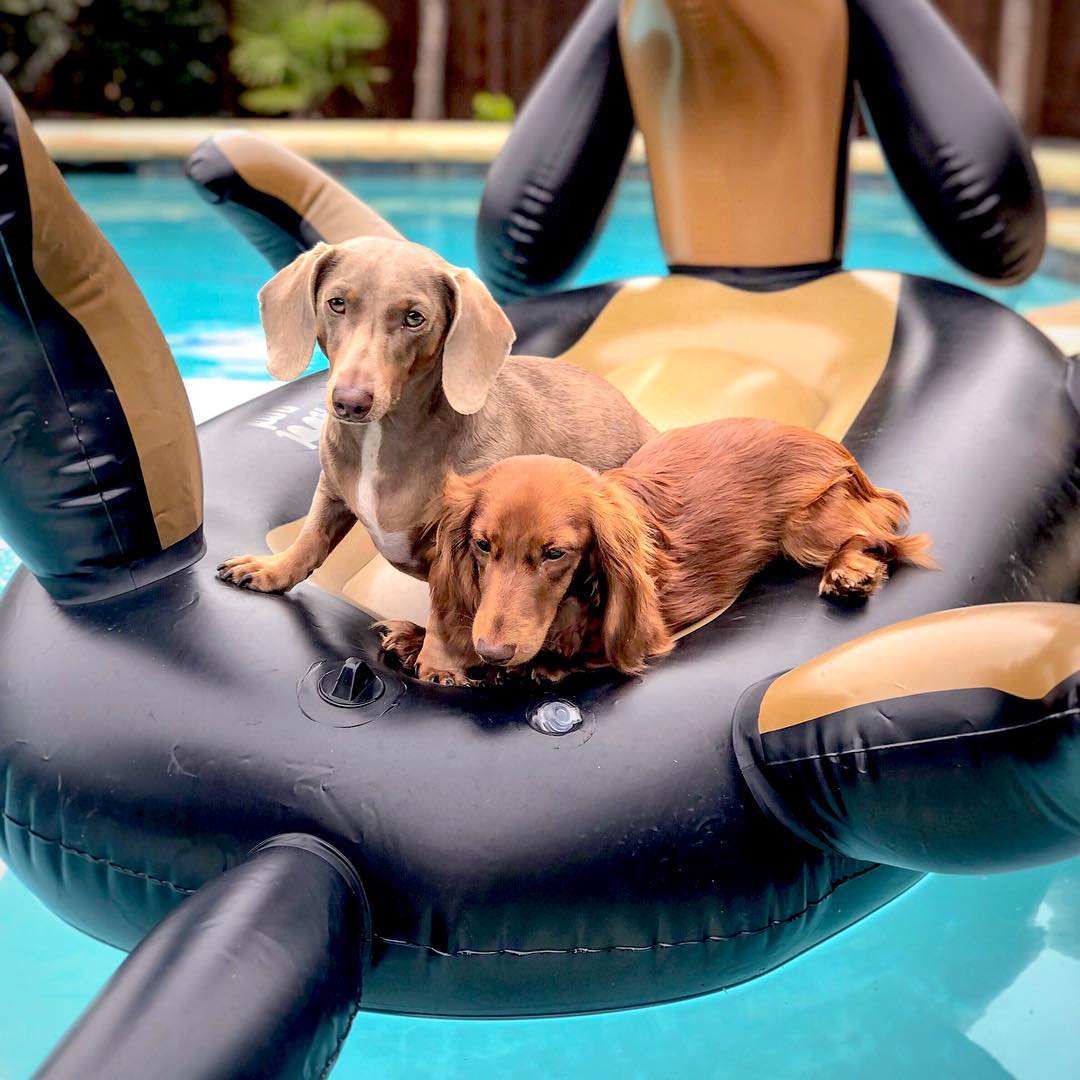 Dachshund shaped sales pool float