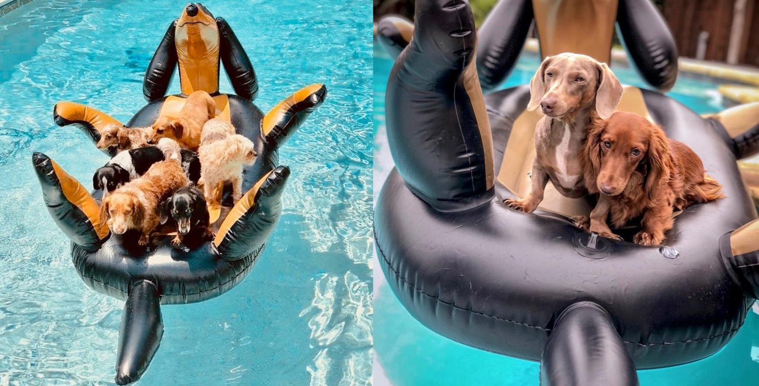 Giant Dachshund Dog Pool Float - Huge Wiener Dog Pool Float