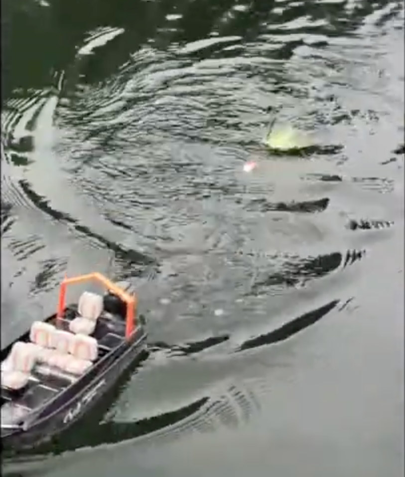 We used a remote-control boat to catch this big beach fish