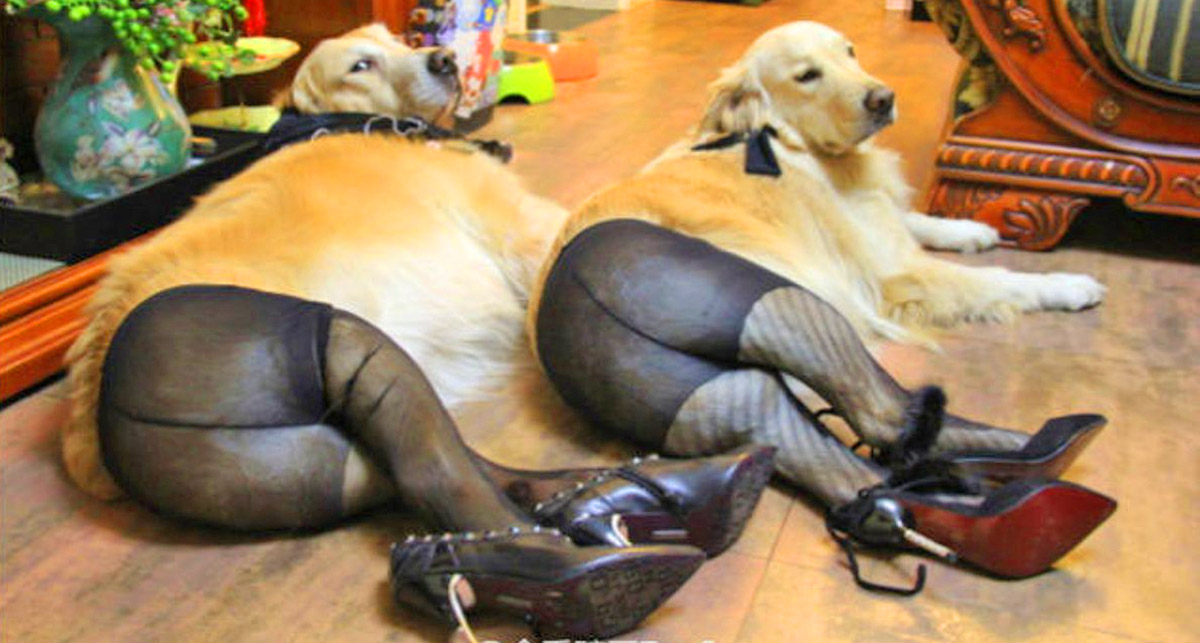 Fishnet Stockings For Dogs