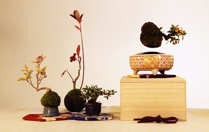 Air Bonsai - Magnetic Floating Bonsai Tree