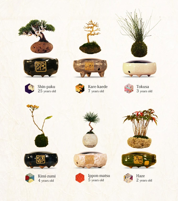 The Air Bonsai Is a Floating Bonsai Tree That Uses Magnets To