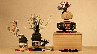 Air Bonsai - Magnetic Floating Bonsai Tree - GIF