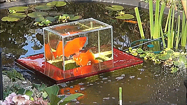 Floating Fish Observatory - Floating Fish Aquarium Inside Koi Pond