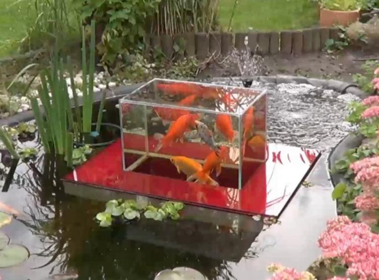 Backyard Aquarium Ideas – Can You Keep A Fish Tank Outside