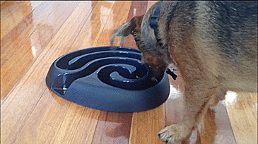 Buster Maze Shaped Dog Food Bowl - GIF