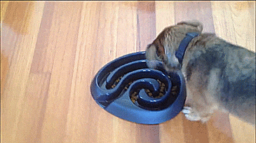 Buster Maze Shaped Dog Food Bowl - GIF
