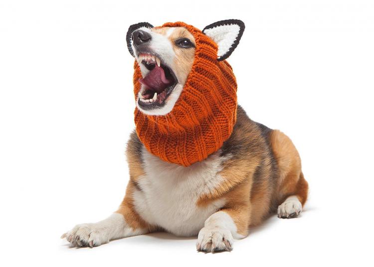 Zoo Snoods - Fox Shaped Dog Hood - Knit dog hood turns your dog into a fox