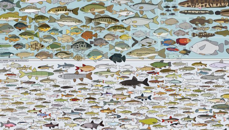 Every Freshwater Fish In America' Charted In Poster