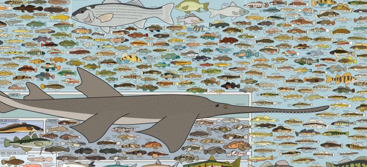 Fishing Poster - Freshwater Fish of America Poster - Picture of every fish in america