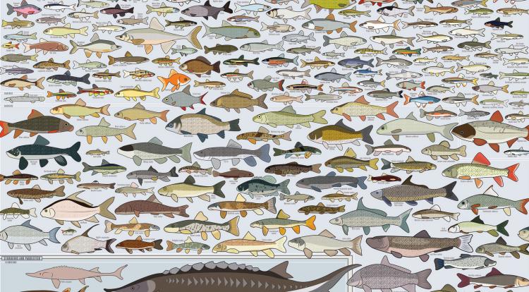 This Fish Poster Features Every Freshwater Fish In America