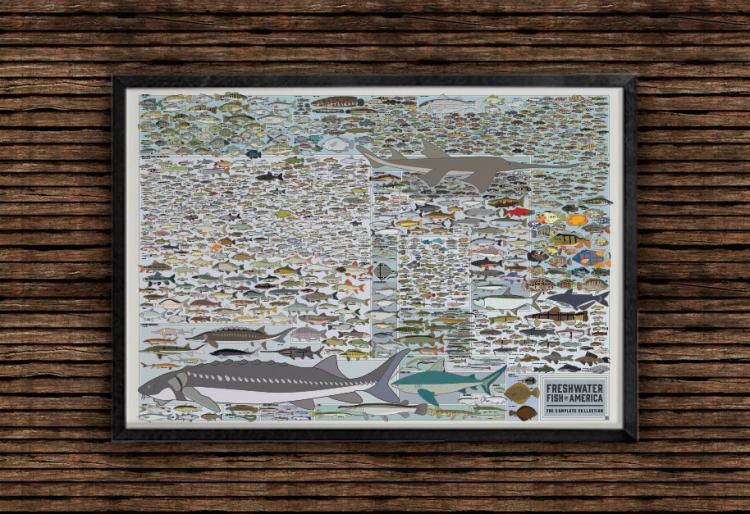 Fishing Poster - Freshwater Fish of America Poster - Picture of every fish in america
