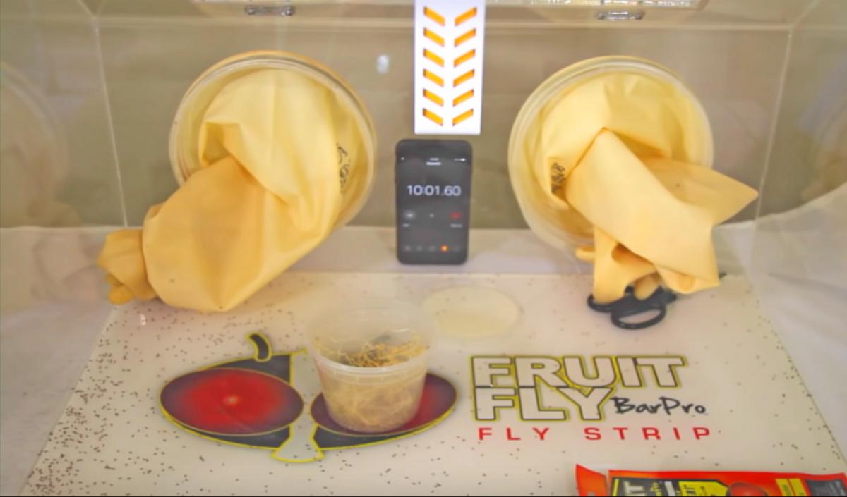 Fruit Fly Bar Pro  ClemTech Pest Control