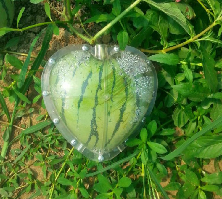 These Fruit Molds Let You Grow Fun Shaped Watermelons And