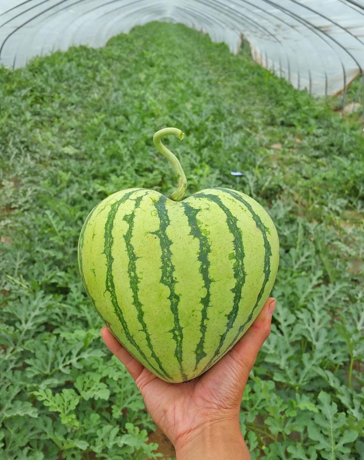 square fruits