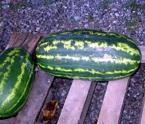 Giant Watermelon Seeds - Magical watermelon seeds grow huge 200 lb watermelons