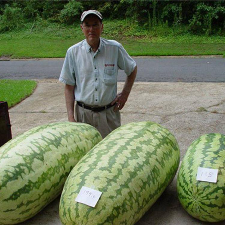 Giant Watermelon Seeds (10-Pack)