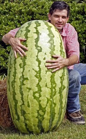 Giant Watermelon Seeds (10-Pack)