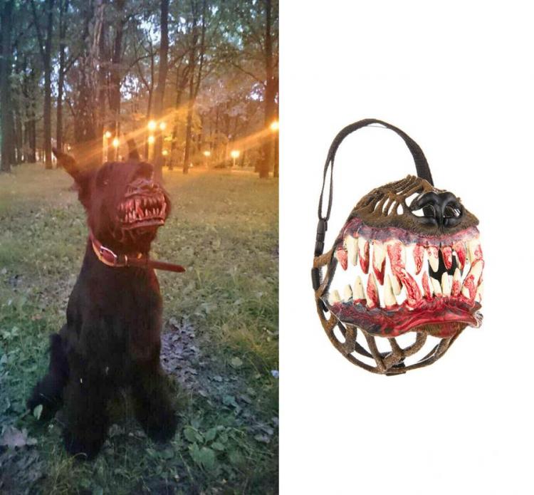 Werewolf Dog Muzzle Costume