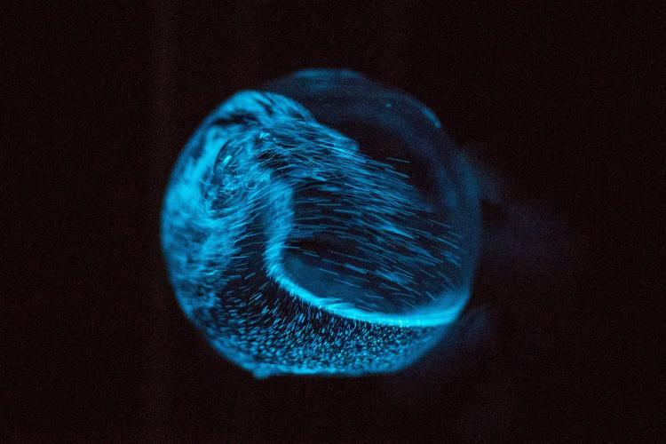 Round Glowing Marine Plankton Aquarium - Dino Pet Glowing Dinoflagellates