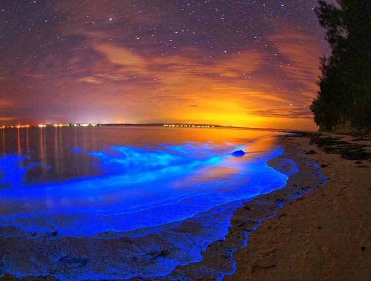 Aquarium of the Pacific 'Night Dive' spotlights glowing bioluminescent waves  – Press Telegram