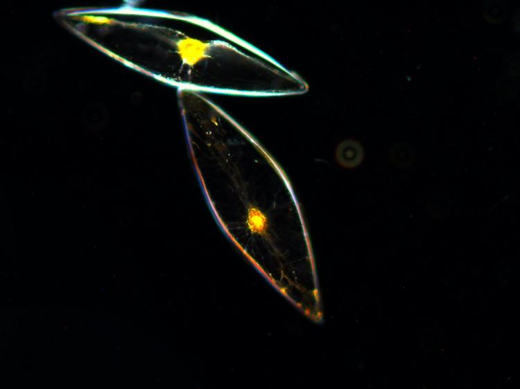 Dinosuair Shaped Glowing Marine Plankton Aquarium - Dino Pet Glowing Dinoflagellates