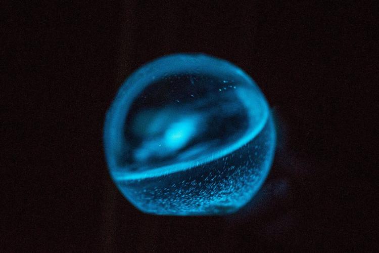Round Glowing Marine Plankton Aquarium - Dino Pet Glowing Dinoflagellates