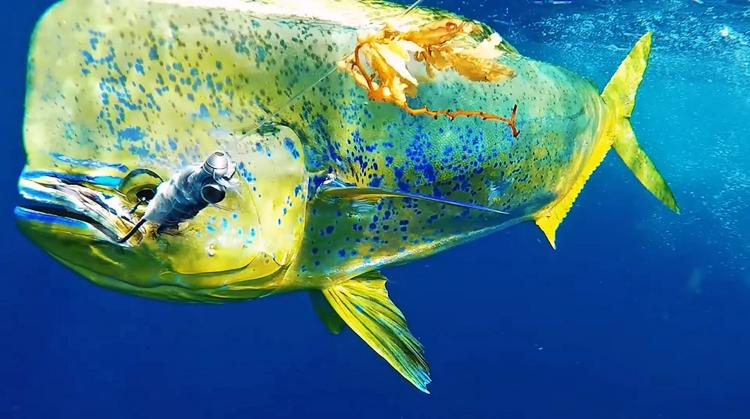 GoFish Fishing Camera - Attaches to fishing line