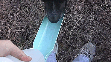 Gulpy Travel Water Bottle For Dogs - GIF