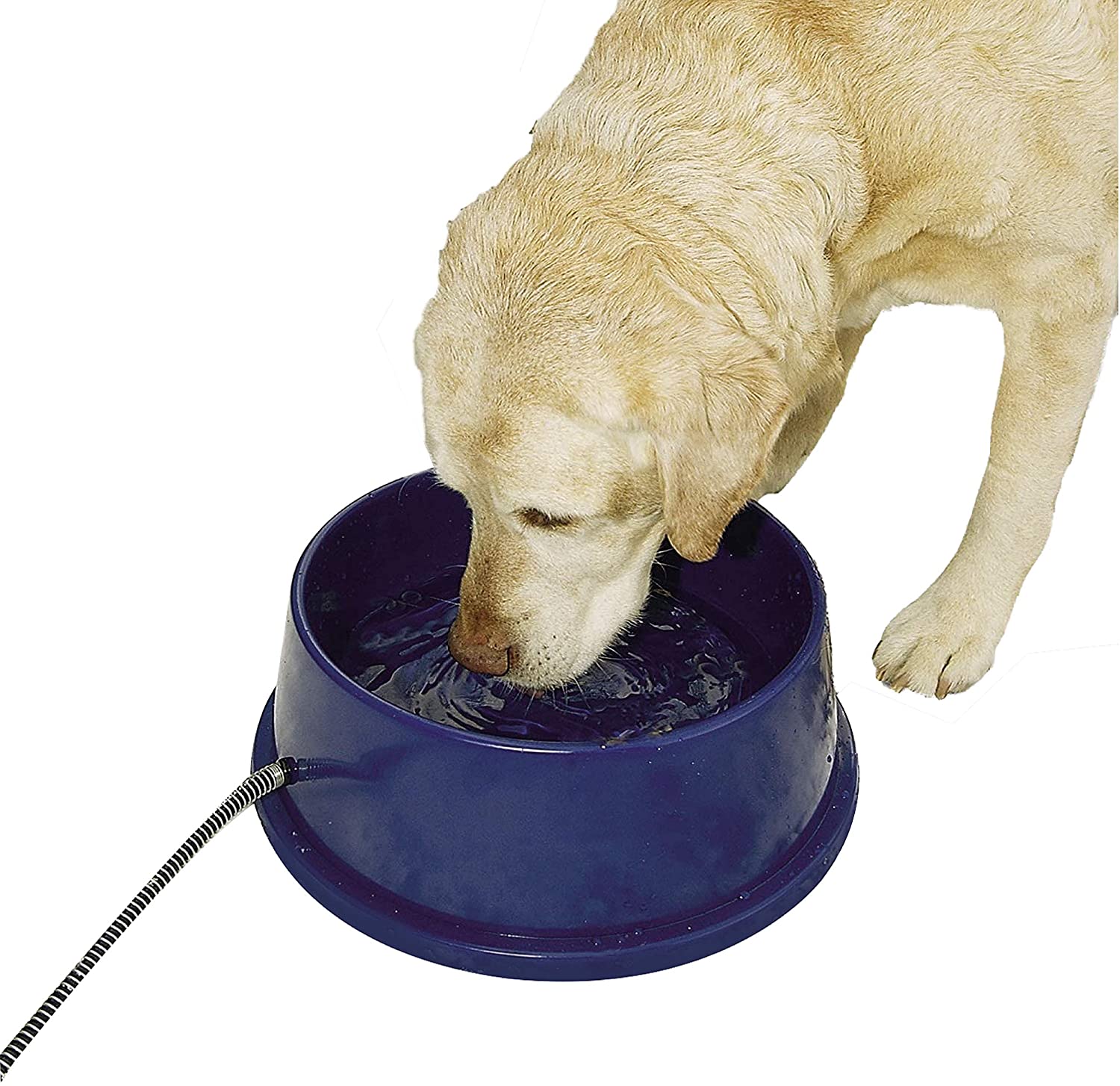 https://odditymall.com/includes/content/upload/heated-dog-bowl-7955.jpg