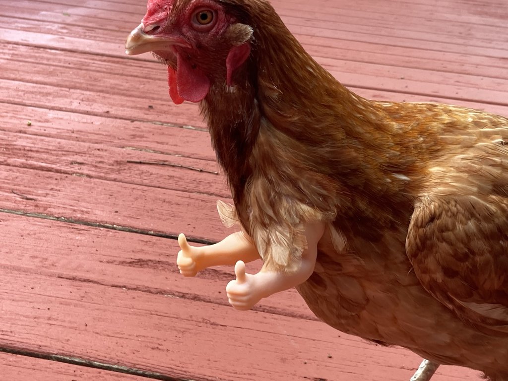 Chicken Arms This Company Creates Hilarious Fake Arms For Your Chickens Chicken Arms This Company Creates Hilarious Fake Arms For Your Chickens
