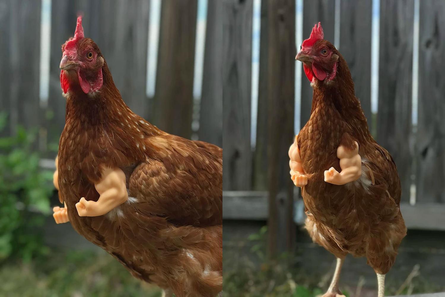 A chicken with (fake) human arms. : r/funny