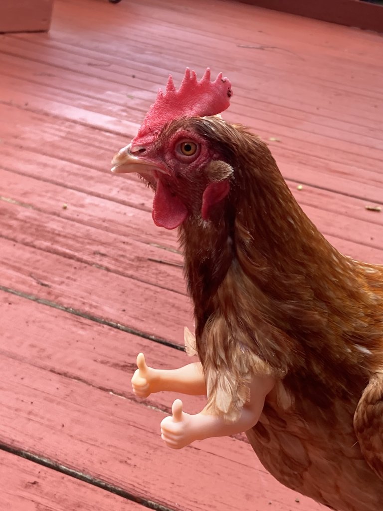 Chicken thoughts on wearing arms or costumes! #chickensoftiktok